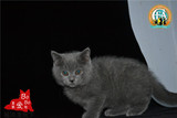英短蓝猫出售 纯种幼猫 蓝白短毛 家养折耳活体宠物猫公母 A3带证