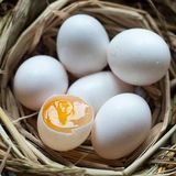 农家新鲜杂粮鸽子蛋 真正受精鸽蛋  宝宝孕妇辅食30个顺丰包邮