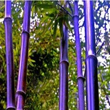高档竹子 紫竹 紫竹苗 庭院绿色的彩色竹子 花卉 盆栽