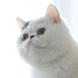 宠物猫 加菲猫 纯种猫 异国短毛猫  咖啡猫 动物 《售罄展示》
