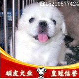 纯种北京犬 京巴幼犬白色小体宠物狗狗可上门看狗 可送货上门