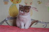 加菲猫宠物猫咪/异国短毛猫/家养纯种短毛/幼猫活体红白弟弟DD