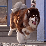出售巨型阿拉斯加雪橇犬赛级血统红魔 可对外配种预订幼犬有证书