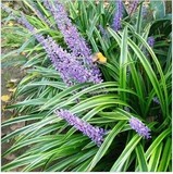 紫花 彩色盆栽花卉 金边草 金边麦冬 根可食用 止咳