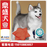 西伯利亚双血统灰色哈士奇幼犬出售/健康宠物狗狗雪橇犬皇冠店F9