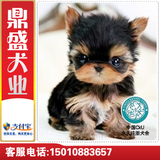 犬舍出售约克夏幼犬狗狗玩赏犬宠物狗健康纯种茶杯犬包邮皇冠店Y1