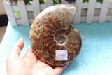纯天然海螺化石标本原石菊花螺斑彩螺鹦鹉螺羊角螺玉化完好收藏品