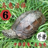 乌龟包邮大乌龟活体宠物中华草龟金线龟放生龟产蛋母龟食用土乌龟
