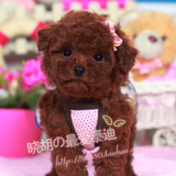 【小胡】泰迪犬 幼犬出售 超小型狗 微小型泰迪犬活体狗狗宠物402