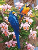 diy数字油画 鹦鹉和兰花 50*65 特价花卉餐厅客厅 风景装饰画