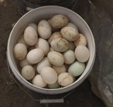 包邮 上海崇明土特产 农家纯天然散养 新鲜草鸭蛋 土鸭蛋 麻鸭蛋