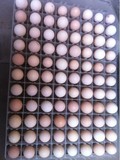 大围山微型鸡--种蛋受精蛋