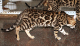 纯种孟加拉豹猫小种公出售 空心玫瑰纹