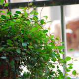 壁挂式千叶吊兰盆栽 阳台室内四季常青花卉盆栽绿植垂吊常绿植物