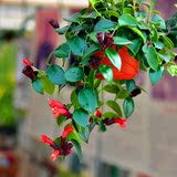 空红吊兰 吊兰盆栽 居家观花植物 口红吊兰花卉 净化空气 吸甲醛