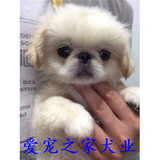 上海出售纯种北京京巴幼犬赛级宫廷犬超可爱长不大雪白的宠物狗狗