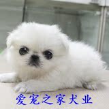 出售纯种北京京巴幼犬赛级宫廷犬超可爱长不大雪白的宠物狗狗