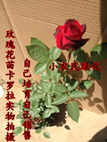 玫瑰花苗 盆栽切花月季苗大花正宗红玫瑰带花发货玫瑰花苗 卡罗拉