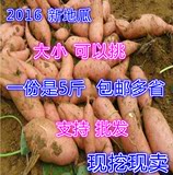 2016农家自种 新鲜地瓜番薯生红薯 山芋地瓜大小红薯1份包邮