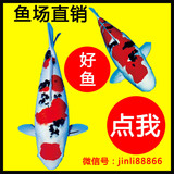 日本进口锦鲤活体观赏鱼纯种红白昭和大正三色白写丹顶冷水鱼包邮