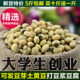 云南农家自种小黄豆有机豆浆专用黄豆非转基因纯天然笨黄豆土500g