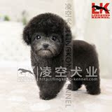 凌空星巴斯 韩国纯种茶杯犬灰色泰迪贵宾宠物幼犬活体出售G887