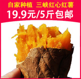 自家种植红薯生番薯白薯红心红苕 农家甜地瓜新鲜农产品5斤包邮