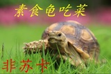 宠物龟陆龟活体龟新手龟素食龟陆地龟15cm以上