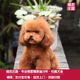 萌宠出售宠物活体小狗狗纯种咖啡色玩具茶杯贵宾泰迪幼犬