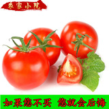 新鲜水果迷彩紫色小番茄西红柿圣女果洋柿子农家自种绿色蔬菜500g