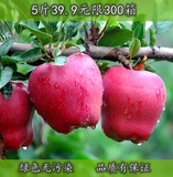 预售2016新鲜红蛇果花牛苹果 礼县面甜刮泥花牛粉苹果蛇果特价5斤