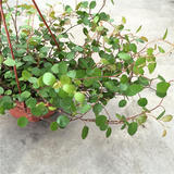 净化空气室内植物 千叶吊兰 办公桌面阳台吸甲醛垂吊常绿盆栽含盆