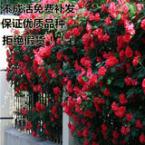 多花蔷薇花苗 爬藤月季玫瑰爬墙 5年苗庭院花卉盆栽四季开花 植物
