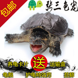 包邮2015北美苗鳄鱼龟水龟鳄龟苗乌龟活体宠物龟小鳄龟苗包活