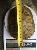 巴西彩龟大小乌龟活体红耳龟宠物水陆龟一只12-15厘米 批发优惠