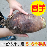 正宗广西桂林土特产荔浦芋头 农家香芋（5斤发5-7个）槟榔芋 新鲜