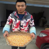 15玉米玉米粒 农家自产有机豆浆玉米 鸽子兔子饲料 五谷杂粮