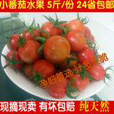 5斤包邮农产品新鲜孕妇水果春桃圣女果农家特产 西红柿小番茄蔬菜