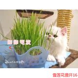 全国包邮 猫草种子 超完整优质种植猫草套装（全套）送猫薄荷