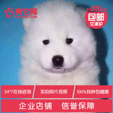有它网 宠物狗狗萨摩耶犬幼犬中大型雪橇犬出售活体纯种健康7