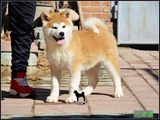 纯种秋田犬 幼犬出售 赛级双血统 美系日本柴犬 家养宠物狗狗送货