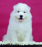 纯种澳版萨摩耶犬宠物狗出售 北京萨摩幼犬可送货上门 雪橇犬