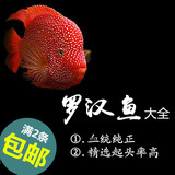 罗汉鱼鱼苗 纯种泰国进口 古典金花/红德萨 热带鱼观赏鱼活体免邮