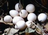珍珠鸡种蛋 火鸡种蛋  受精蛋 可以孵化的种蛋
