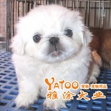 健康活泼的北京犬京巴狗-活体宠物狗狗幼犬有视频无中介母纯白色