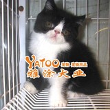 黑白配加菲猫异国短毛猫-活体宠物小猫猫幼猫两个月大公的可视频