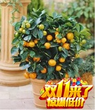 盆栽庭院当年结果金桔树苗盆栽橘子带皮吃的桔子 无核蜜橘4年苗