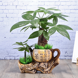 发财树卧室客厅办公室内桌面水培绿色植物花卉盆景陶瓷茶壶小盆栽