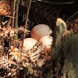 初生蛋散养土鸡蛋头窝蛋新鲜绿色有机蛋草鸡蛋笨鸡柴鸡蛋孕妇补品