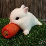 迷你侏儒兔子活体 纯种宠物兔宝宝 长不大茶杯兔 小型兔包活包邮